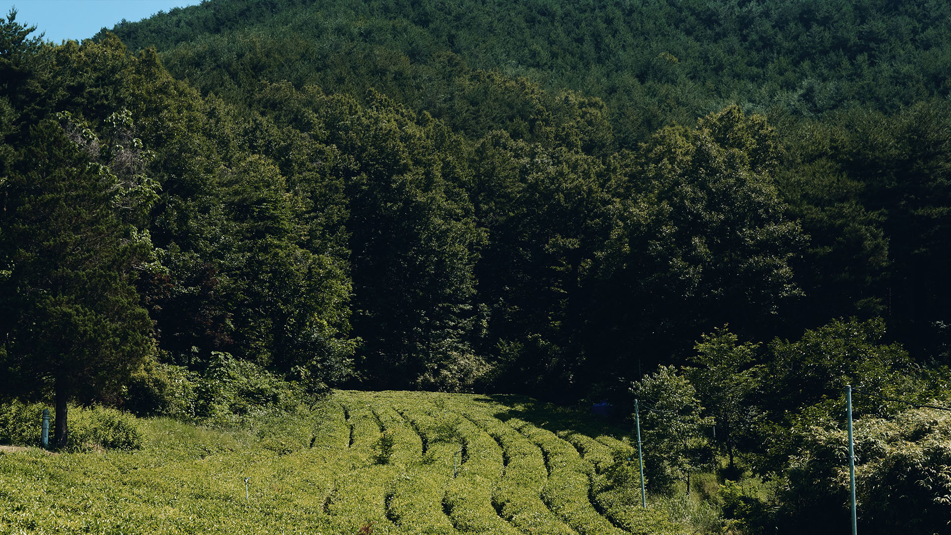 JOURNEY TO THE WILD GREENS