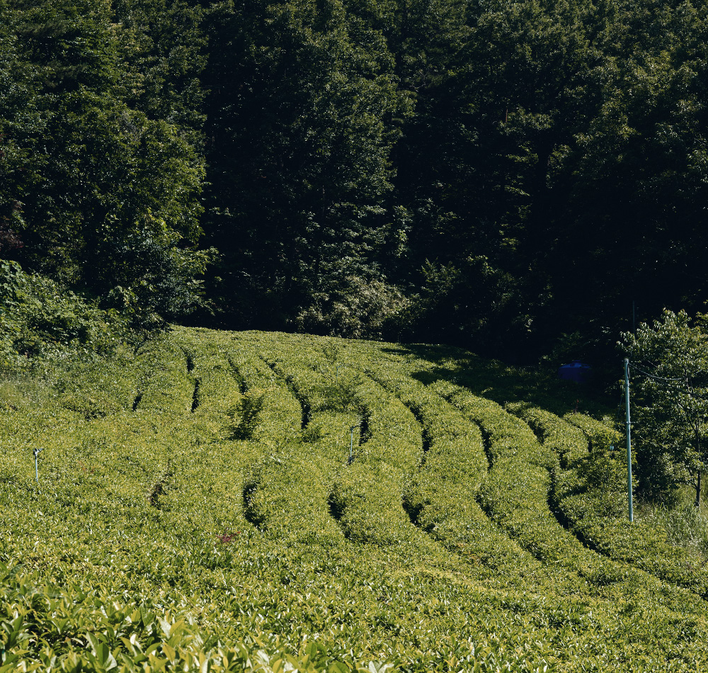 JOURNEY TO THE WILD GREENS